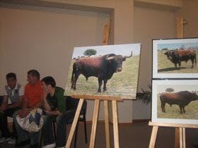 «Zapato», de 572 kilos, «Toro de la Feria», será lidiado el 6 de junio, precedido de la suelta del astado «Orientado», de 517 kilos