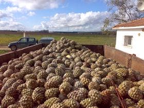 Agentes medioambientales de la Junta decomisan 3.640 kilos de piñas en Tordesillas