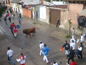 La Seca celebrará los días 17 y 18 la Fiesta del Verdejo, con la que llegará la suelta del «Toro Sarmiento»