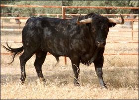 Tordesillas: «Platanito», de Valdeolivas, Toro de la Vega 2010