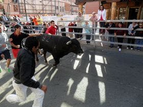 Dos toros anestesiados en el último encierro de Medina del Campo