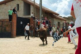 Valdestillas suelta el sábado un «toro del cajón»