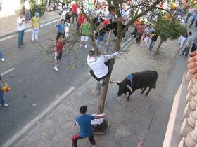 La Seca: Aplausos para el «Toro Sarmiento», su sobrero y los «mansos», en la Fiesta del Verdejo