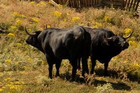 El concejal de Festejos visitó la finca de los hermanos Caminero para elegir 32 toros