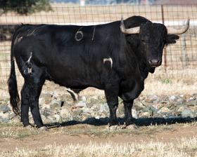 Tordesillas: El astado «Aflijido», Toro de la Vega 2011