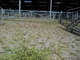 El concejal de Agricultura y Ganadería denuncia el mal estado del Mercado de Ganados