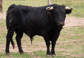 Alaejos suelta el sábado el «Toro de la Casita» y un morlaco más