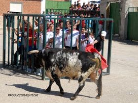 Villaverde de Medina: Un herido durante la suelta del «Toro del cajón»