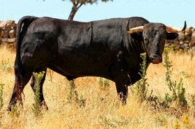 Medina del Campo: Dan a conocer las ganaderías del «Toro del Alba» y del «Toro de la Despedida»