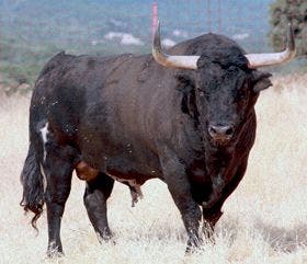 Tordesillas: El astado «Volante», Toro de la Vega 2012