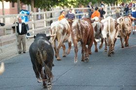 Cinco toros entran a Medina en el tercer encierro de las fiestas de San Antolín 2012