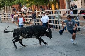 Cinco toros completan el recorrido en el cuarto encierro de Medina del Campo