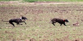 Medina del Campo: Andalucía estará en las semifinales del Nacional de Galgos