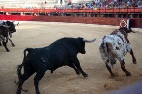 Medina del Campo: 2.500 personas concurrieron al desenjaule de las reses de los encierros