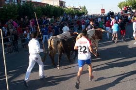 Concluido, sin graves incidentes, el primer encierro de San Antolín 2013