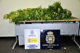 Policía Nacional incauta más de veinte plantas de marihuana en el barrio de Santo Tomás