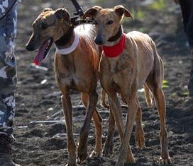 El Viso del Alcor: Rodrigo, Camarón, Dona e Imperio, semifinalistas del Nacional de Galgos