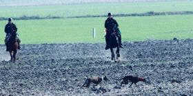 El Viso del Alcor acoge mañana los cuartos de final del LXXVI Campeonato de España de Galgos