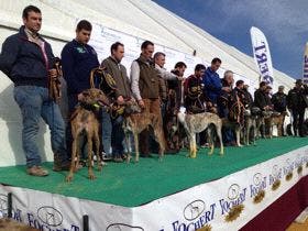 Dona, Imperio y Rodrigo, primeros cuartofinalistas del Nacional de Galgos en Campo