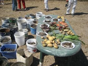 Medina del Campo: Nuevo brote de topillos en la comarca