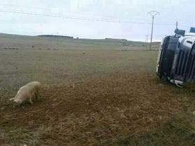 Nava del Rey: Vuelca un camión de ganado, se desperdigan los cerdos y hocican los campos