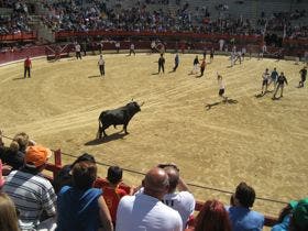 Concluye, sin incidentes, la suelta de los dos primeros astados del «Toro de la Feria»