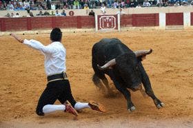 Olmedo: Use Sacristán, ganador del Concurso de cortes de novillos