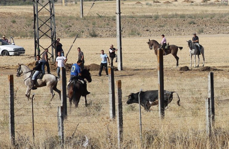 Largo y difícil primer encierro en Medina del Campo