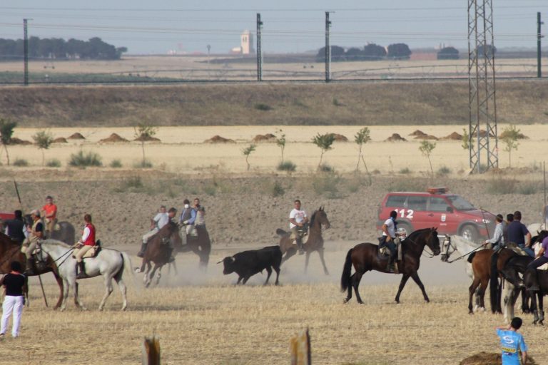 El cuarto encierro de Medina del Campo concluye con los seis novillos en la plaza de toros