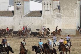 El segundo encierro de Medina del Campo transcurre tranquilo y sin incidentes