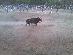 Tordesillas: Alvaro Martín «Portu», vencedor en el Torneo del Toro de la Vega