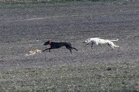 Madrigal de las Altas Torres: El Nacional de Galgos ya tiene cuartofinalistas