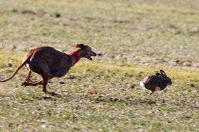 Madrigal de las Altas Torres: El Nacional de Galgos ya tiene semifinalistas