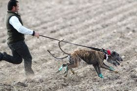 Madrigal de las Altas Torres: Las 4 mejores perras de España disputan mañana las semifinales del Nacional de Galgos