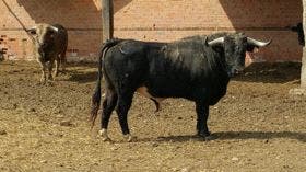 La Seca: La Feria del Vino y el Toro Sarmiento, platos fuertes de la VIII Fiesta del Verdejo