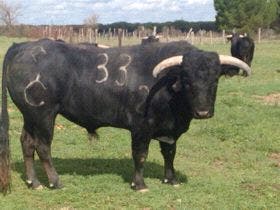 Ataquines suelta el sábado, 2 de mayo, los «Toros de la Cruz»