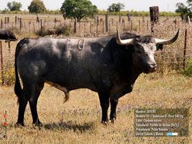 «Joyero», «Toro de la Feria» 2015, recorrerá las calles el 6 de junio