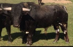 Fresno El Viejo suelta el sábado el «Toro de San Juan»