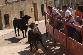 Pozaldez: El jueves arrancan las Fiestas de «Los Novillos 2015»