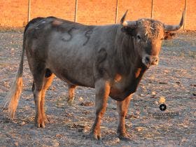 Villaverde de Medina: El sábado llegan el Toro del Carmen y la popular macrofiesta