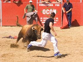 Los hosteleros de Matapozuelos sueltan mañana el toro del cajón