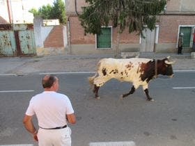 La Seca:El ex alcalde Damián Recio, cogido por un toro