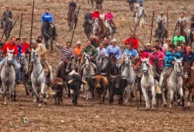 Olmedo inicia mañana sus fiestas con el izado de banderas y el primer encierro