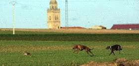 Nava del Rey: Las perras castellanoleonesas, protagonistas de bandera en la II Jornada de los octavos del Nacional de Galgos