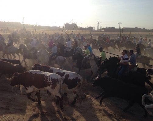 Encierro rapido y complicado el de la ganadería de «Aldeanueva» pero cinco novillos logran llegar a la plaza de toros