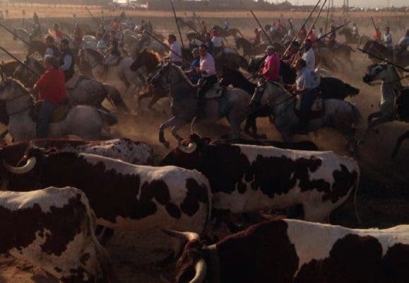 Los toros de Tapatana y Carlos Núñez intentarán llegar a las calles de Medina