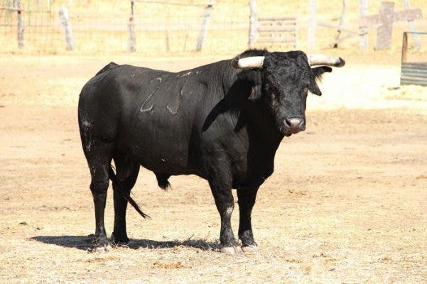 El primer encierro de San Antolín arrancó con los novillos de Tapatana