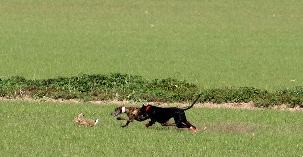 La escasez de liebres dificulta la final de la fase previa para el Campeonato de Galgos de España