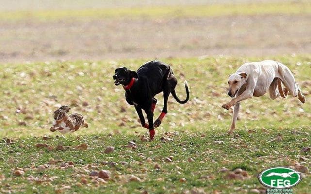 La Federación Española de Galgos se adhiere al protocolo para la vuelta de competiciones oficiales