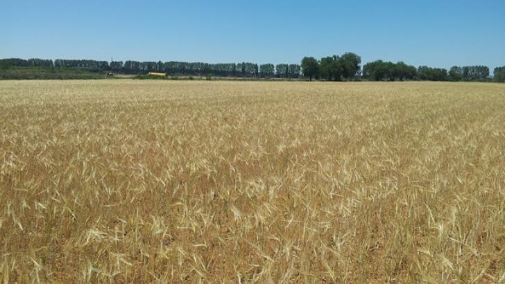 Ciudadanos lamenta que el PSOE no reconozca la sequía que padece Castilla y León